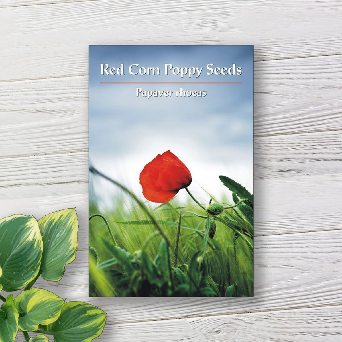 Custom Seed Packet Labels: Templates, Ideas, and Expert Tips